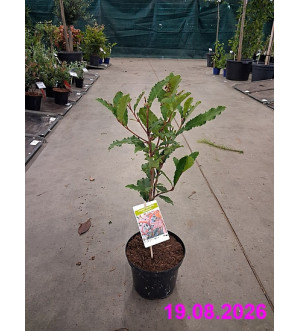Photinia serratifolia 'Crunchy'® C 2,5 L